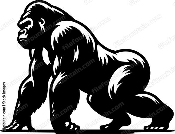 silverback gorilla on all fours
