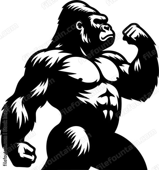 Silverback Gorilla Showing Power