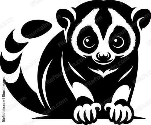 Slow Loris