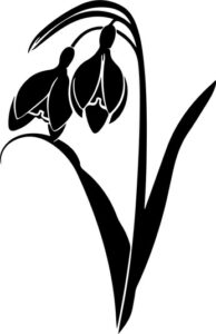 Snowdrop Flower