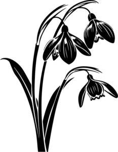 Snowdrop Flower