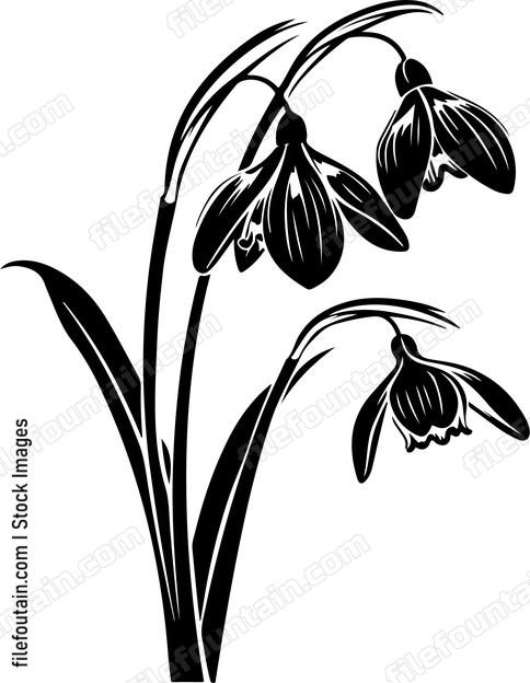 Snowdrop Flower