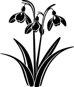 Snowdrop Flower