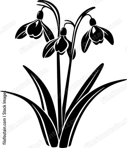 Snowdrop Flower