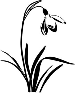 Snowdrop Flower