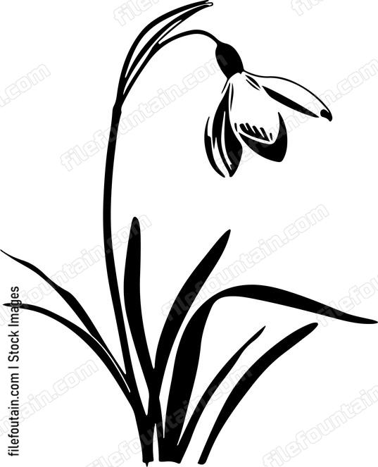 Snowdrop Flower