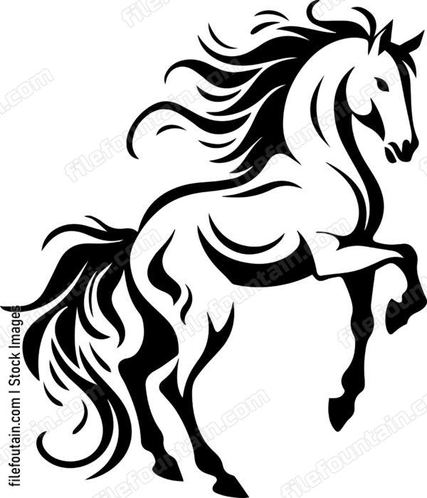 stallion
