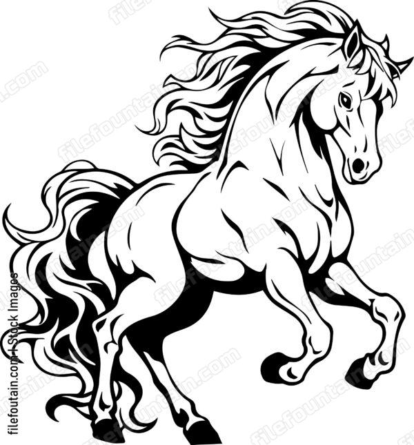 stallion