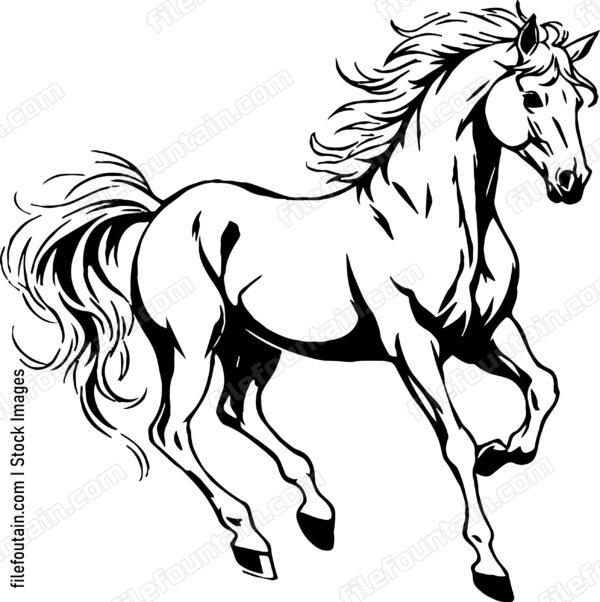 stallion
