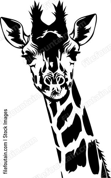Tall spotted african giraffe