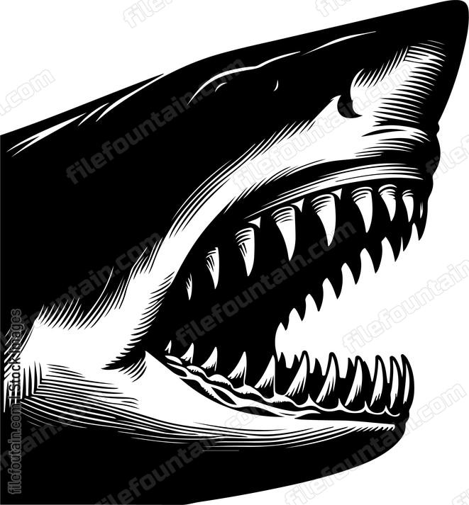 Up close shot of a sharks teeth and jaw structure