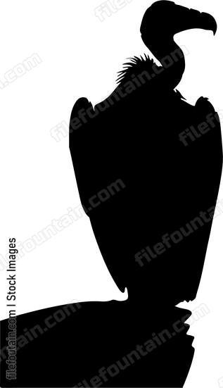 Vulture