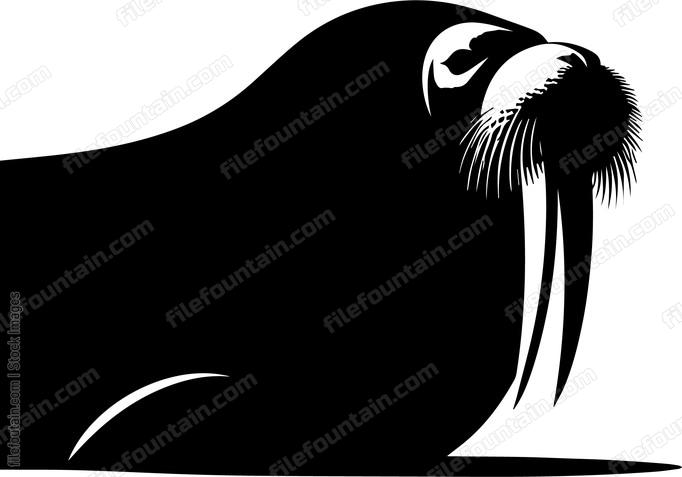 Walrus