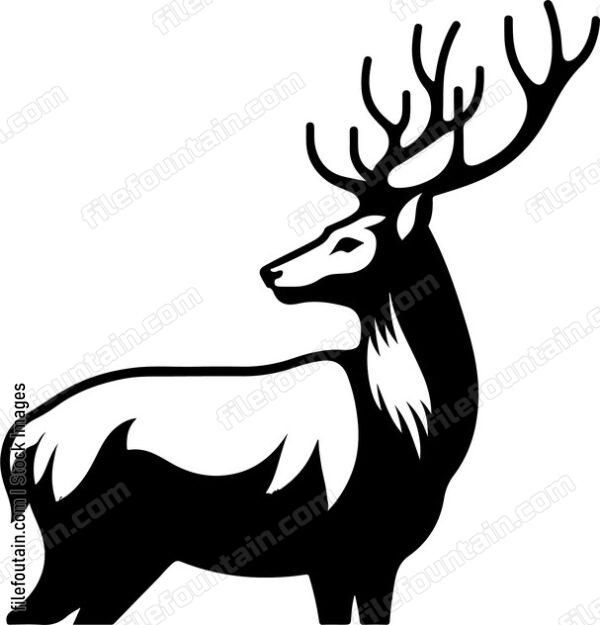 White tailed Deer