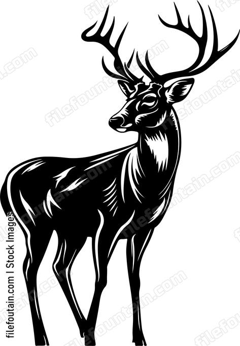 White tailed Deer