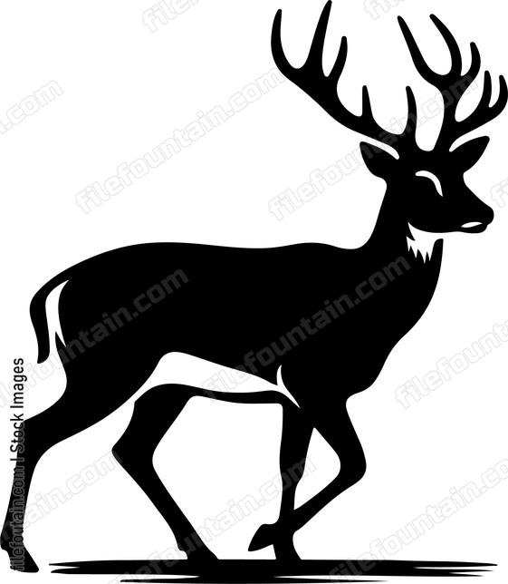 White tailed Deer
