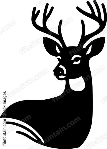 White tailed Deer