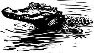 Alligator Swimming