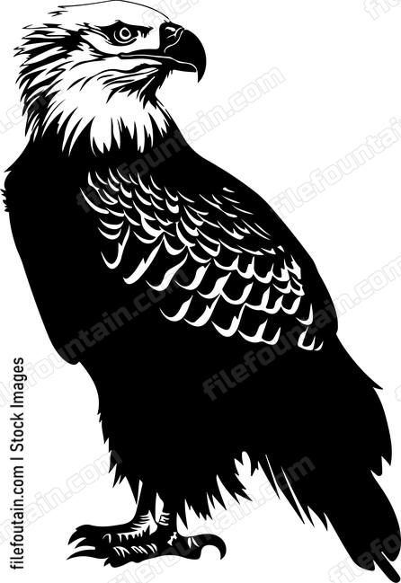 American Bald Eagle