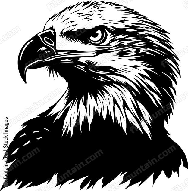 American Bald Eagle
