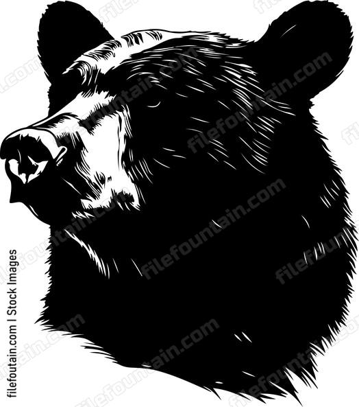 American Black Bear