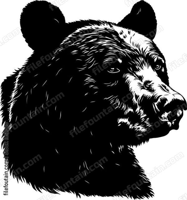 American Black Bear