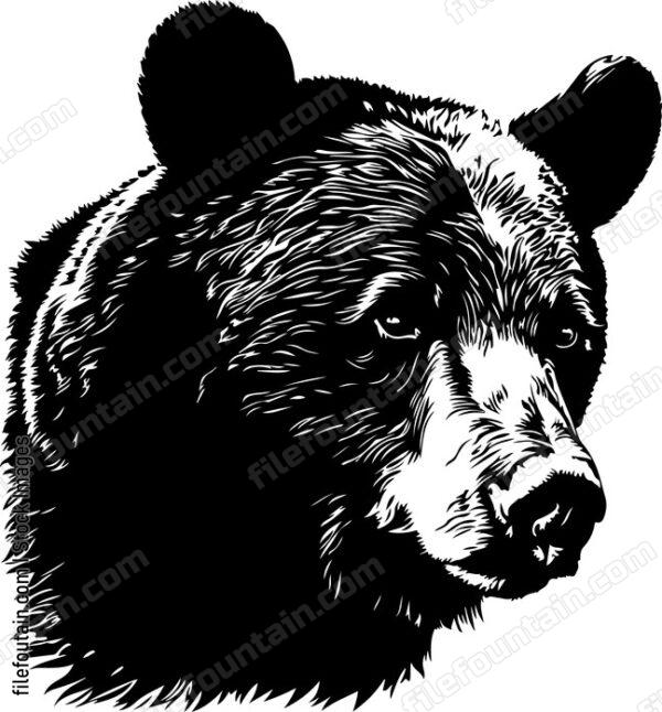 American Black Bear