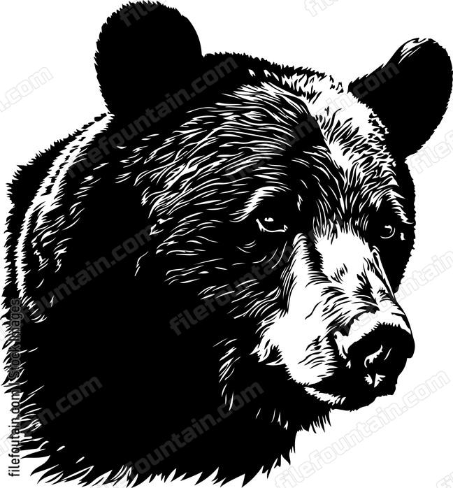 American Black Bear