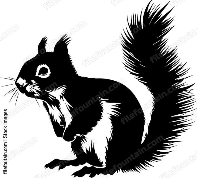 American Red Squirrel