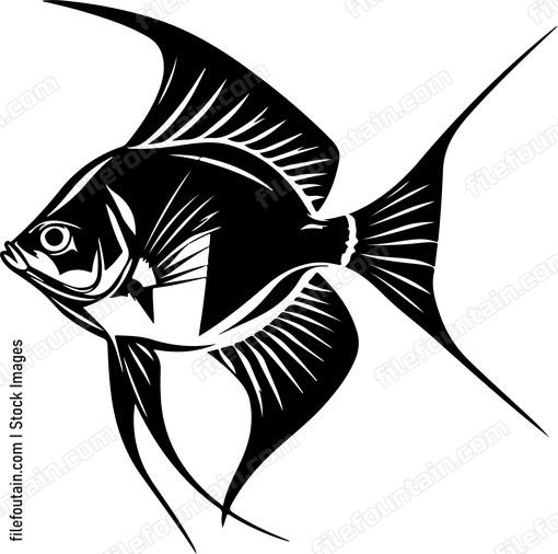 Angelfish