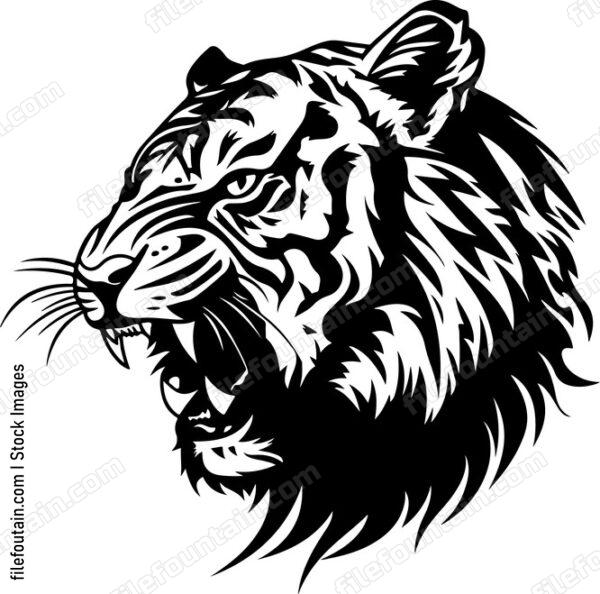 Angry Tiger Roaring