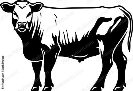angus cow