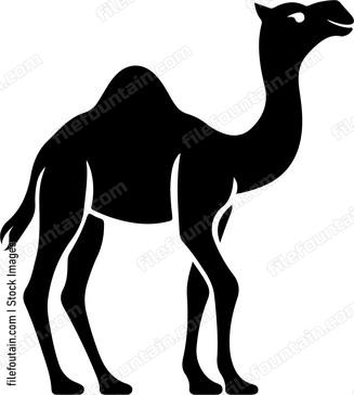 Asian Camel