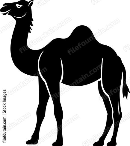 Asian Camel
