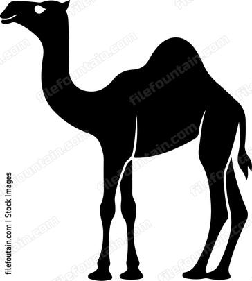 Asian Camel