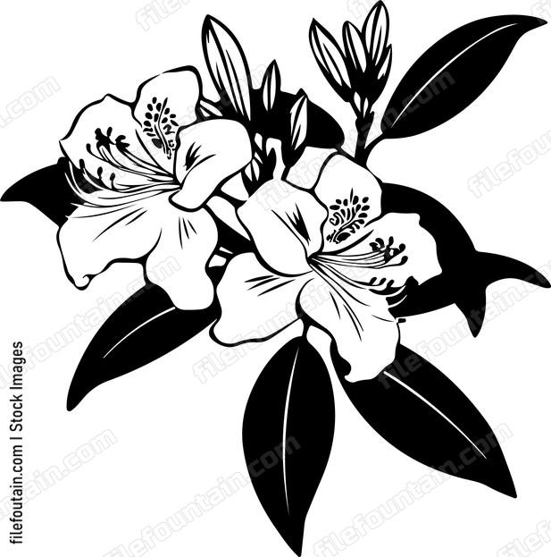 Azalea