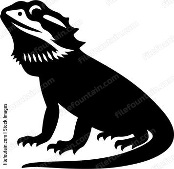 Bearded Dragon