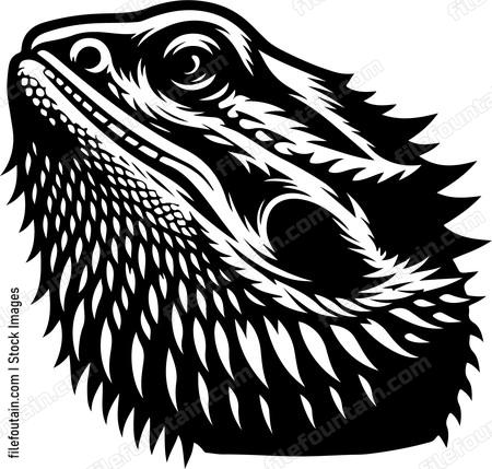 Bearded Dragon