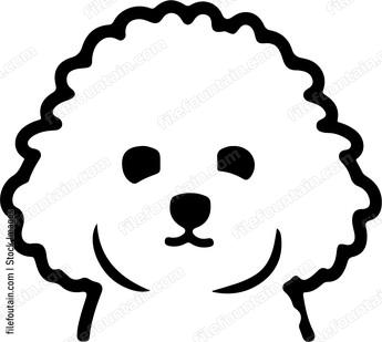 Bichon Frise