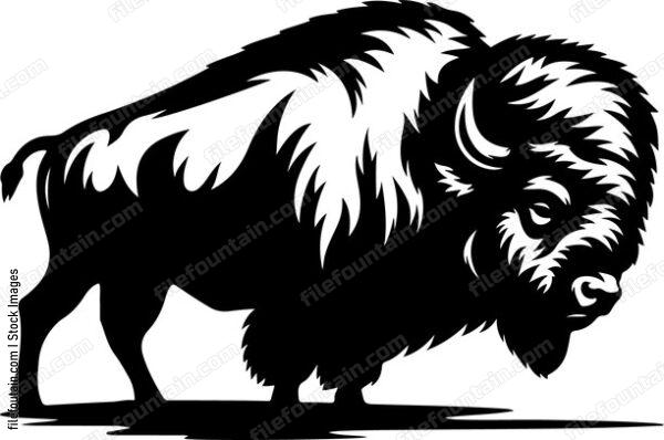 Bison