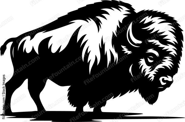Bison