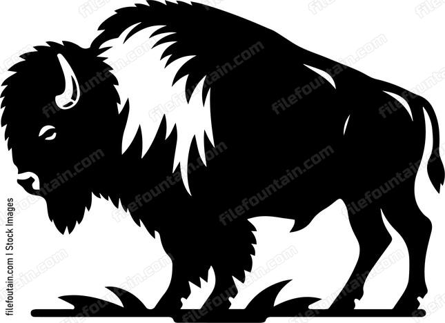 Bison
