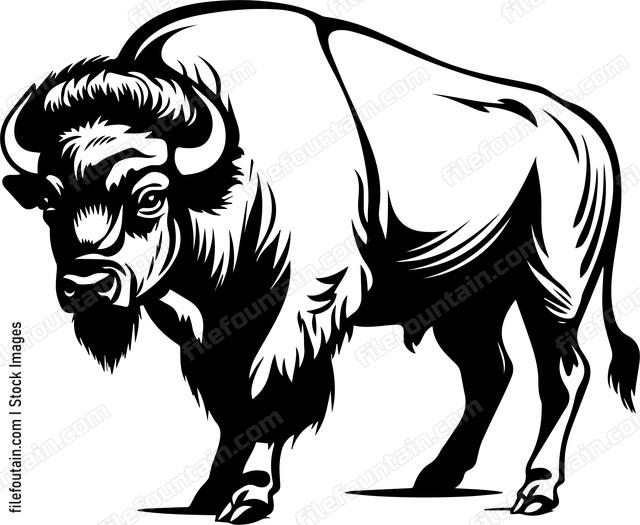 Bison