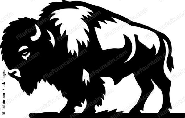 Bison