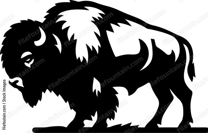 Bison