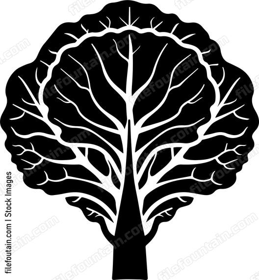 Black cabbage or kale