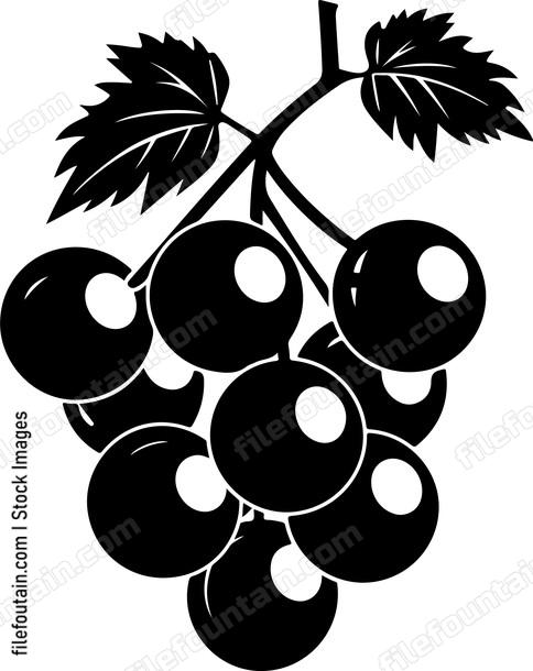 Black Currants