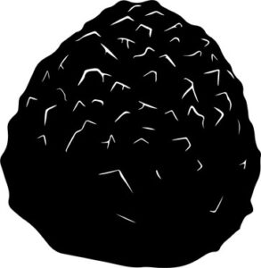 Black Truffle