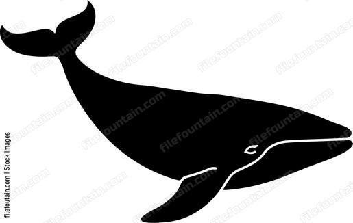 Brydes Whale