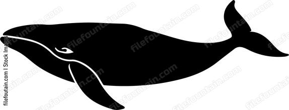 Brydes Whale